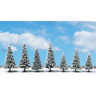 Noch 25087 - Schneetannen