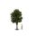 Noch Spur 0,G 68020 - Obstbaum